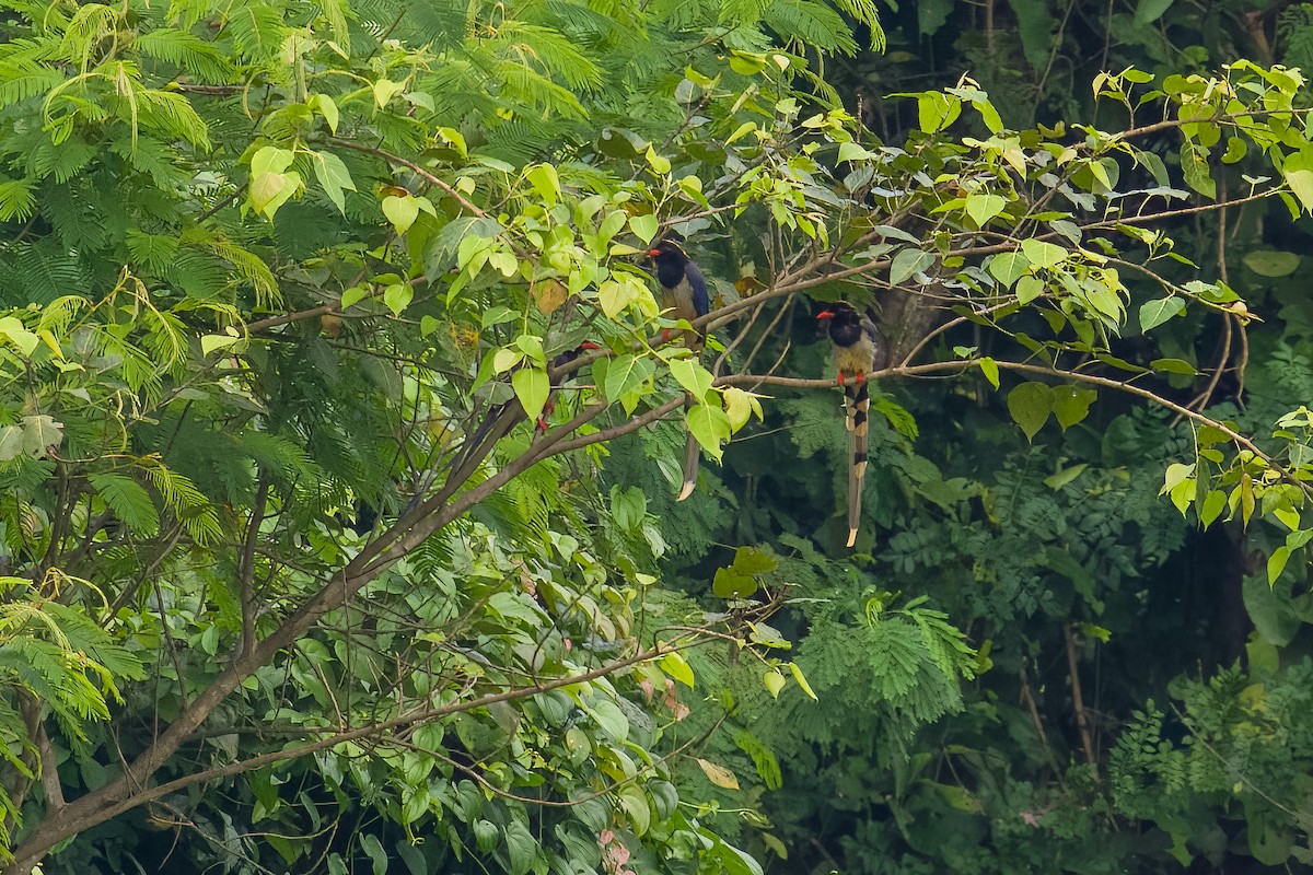 Red-billed Blue-Magpie - ML642802518