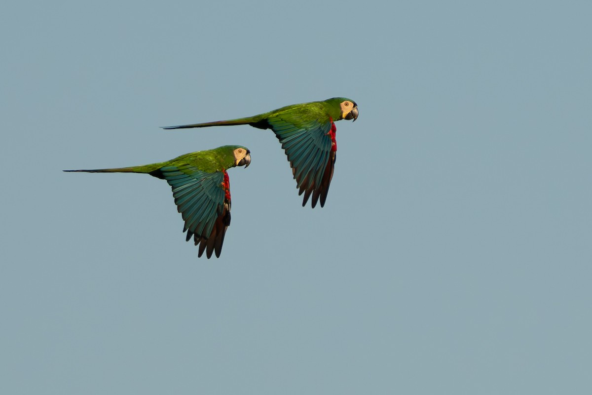 Chestnut-fronted Macaw - ML642802527
