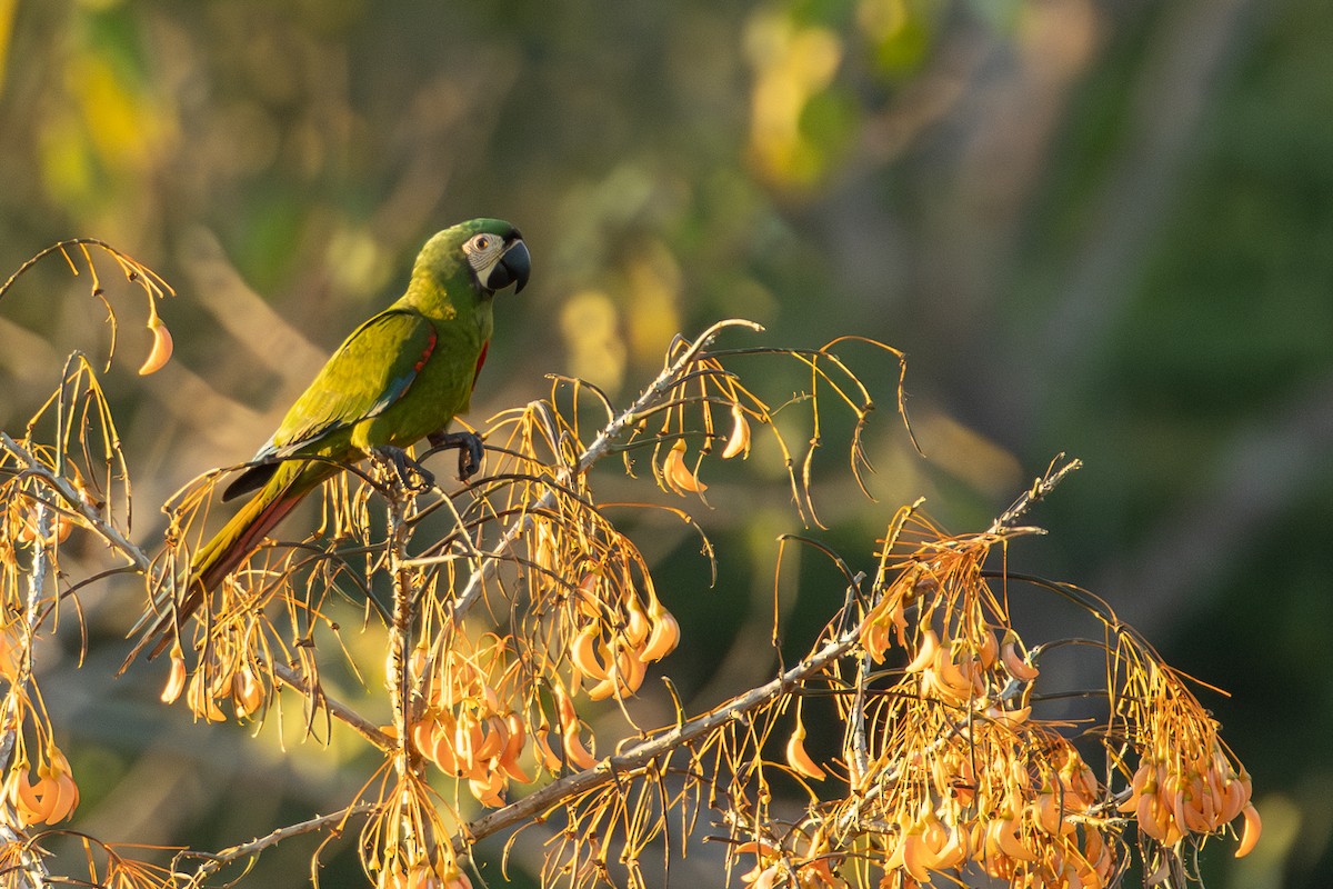 Chestnut-fronted Macaw - ML642802528