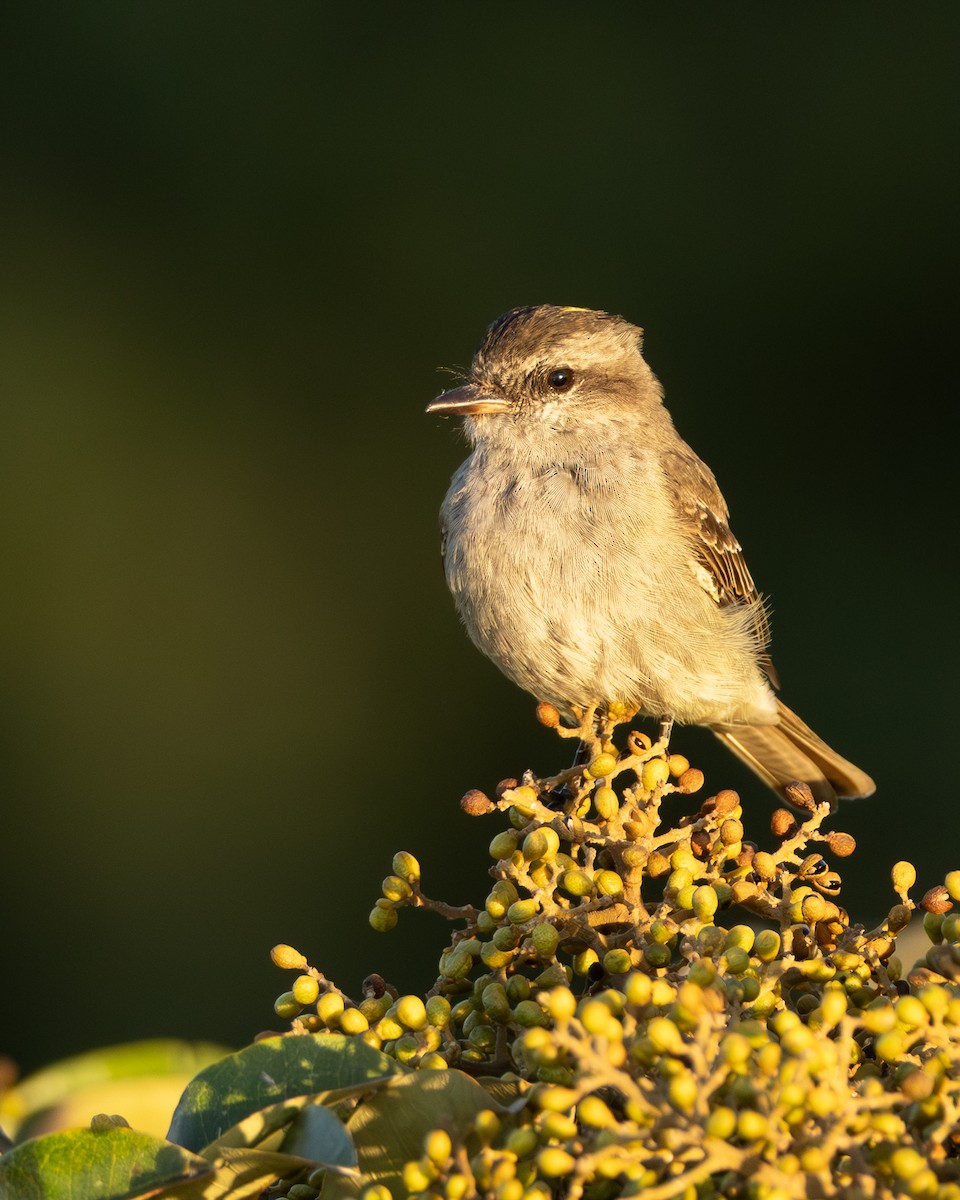 Crowned Slaty Flycatcher - ML642802531