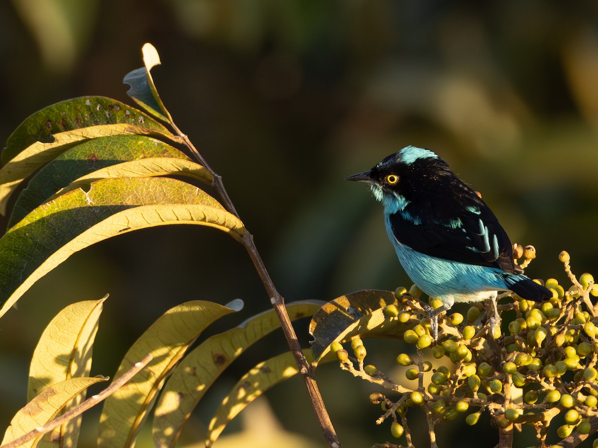 Black-faced Dacnis - ML642802535