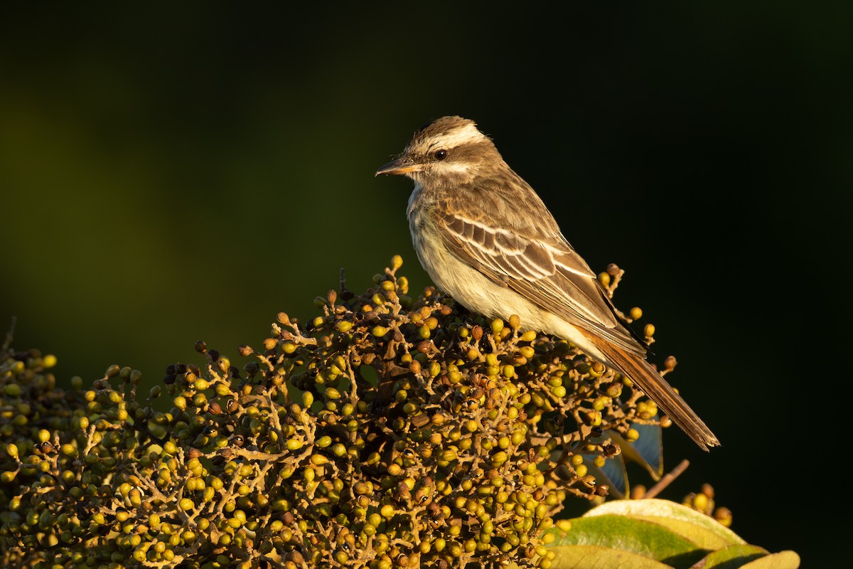 Variegated Flycatcher - ML642802539