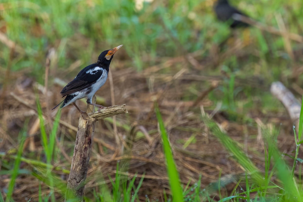 Siamese Pied Starling - ML642802542