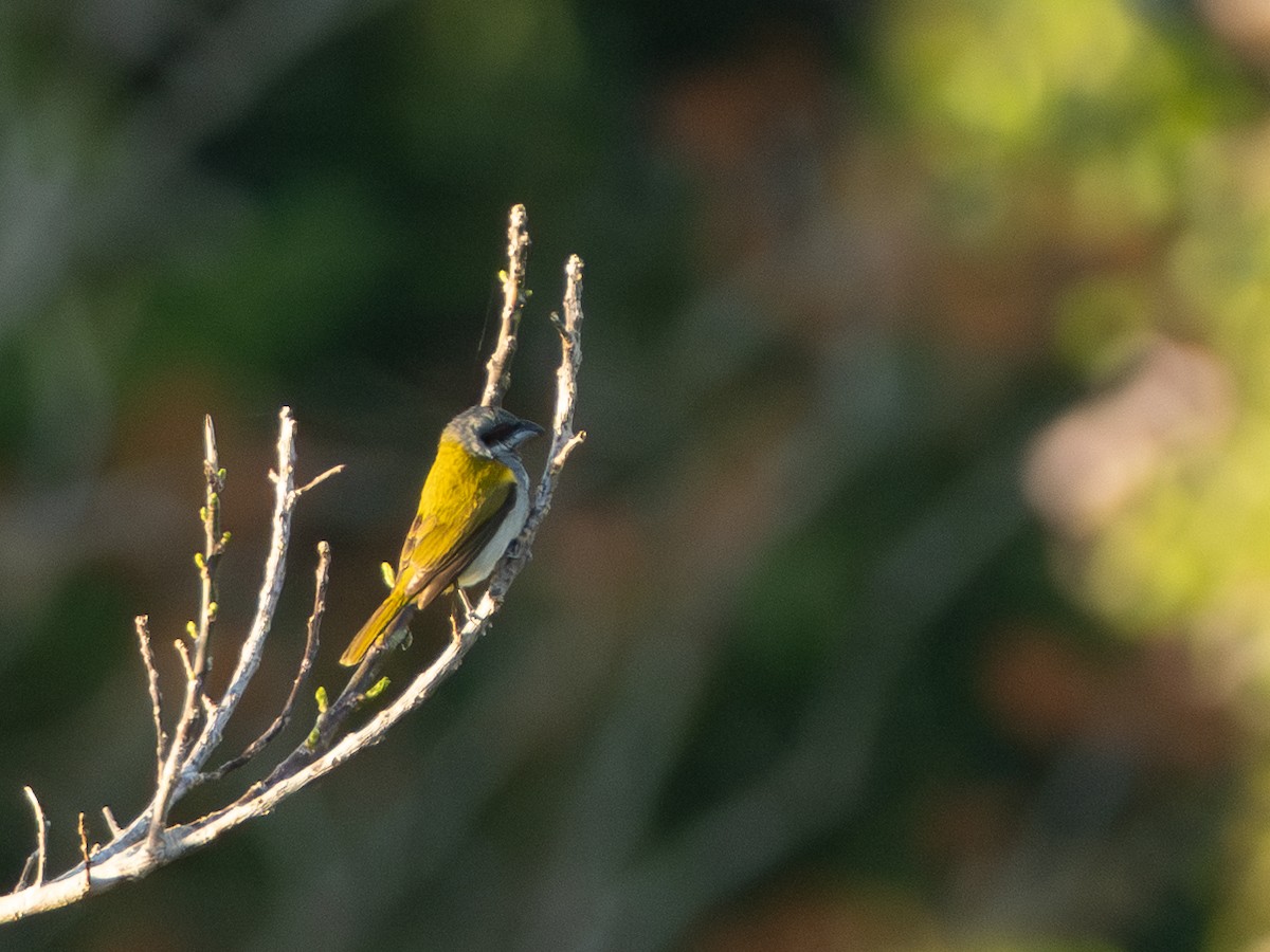 Yellow-shouldered Grosbeak - ML642802544