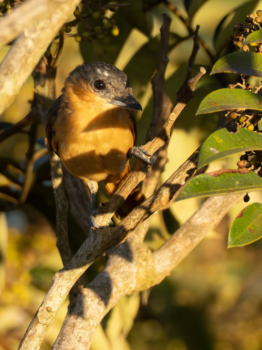 Pink-throated Becard - ML642802546