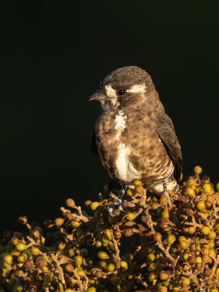 White-browed Purpletuft - ML642802550