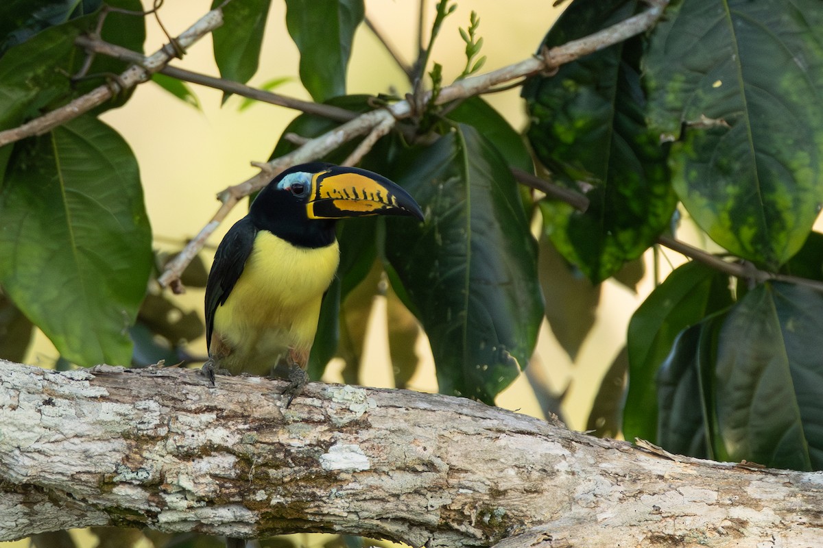 Lettered Aracari - ML642802553