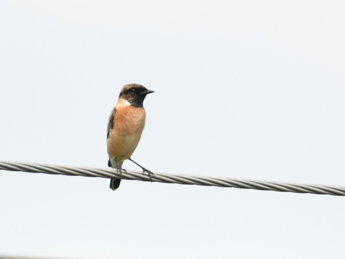Siberian Stonechat - ML642802554