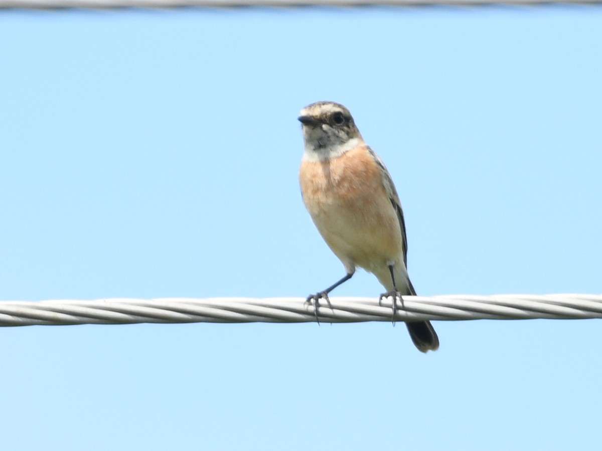 Siberian Stonechat - ML642802555