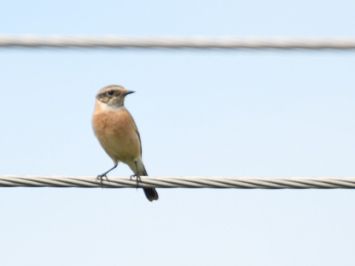 Siberian Stonechat - ML642802556