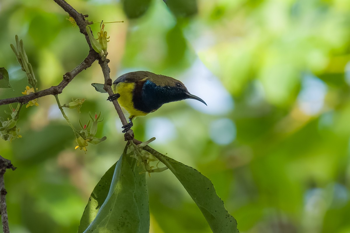 Ornate Sunbird - ML642802558
