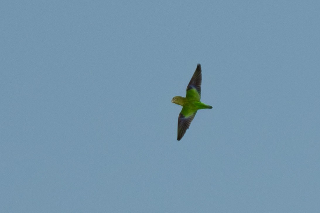Scarlet-shouldered Parrotlet - ML642802564