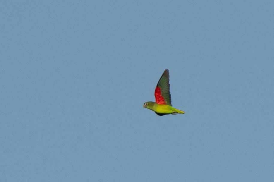 Scarlet-shouldered Parrotlet - ML642802565