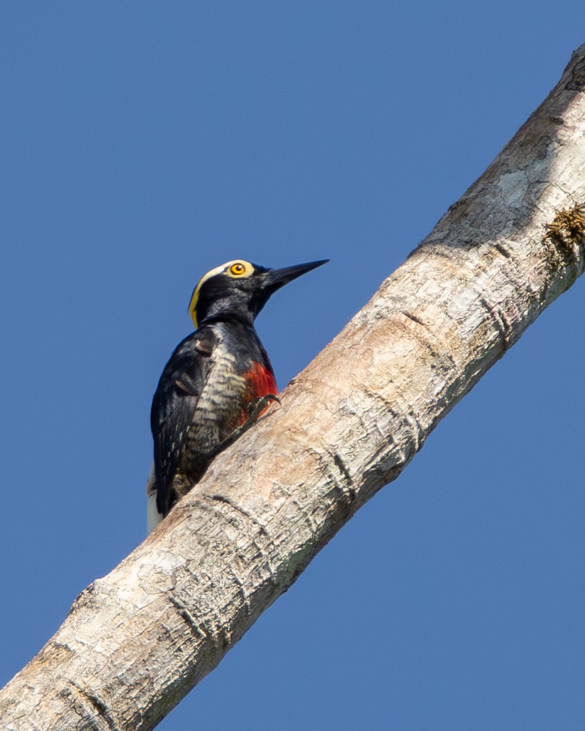 Yellow-tufted Woodpecker - ML642802568