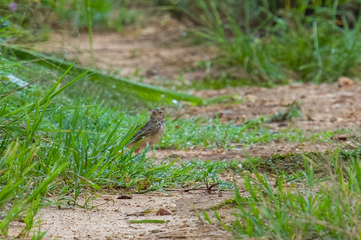 Paddyfield Pipit - ML642802570