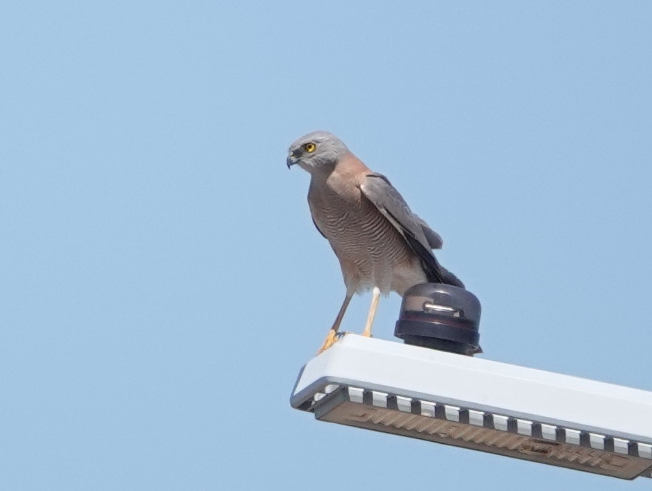 Brown Goshawk - ML642802572