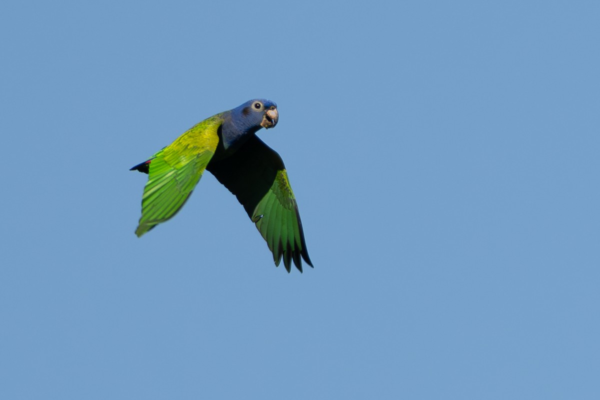 Blue-headed Parrot - ML642802576