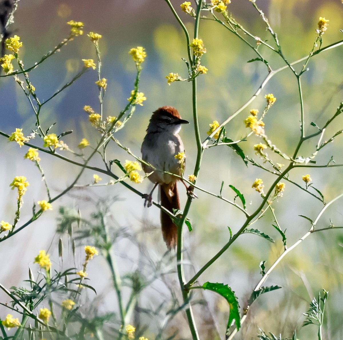Tawny Grassbird - ML642802577