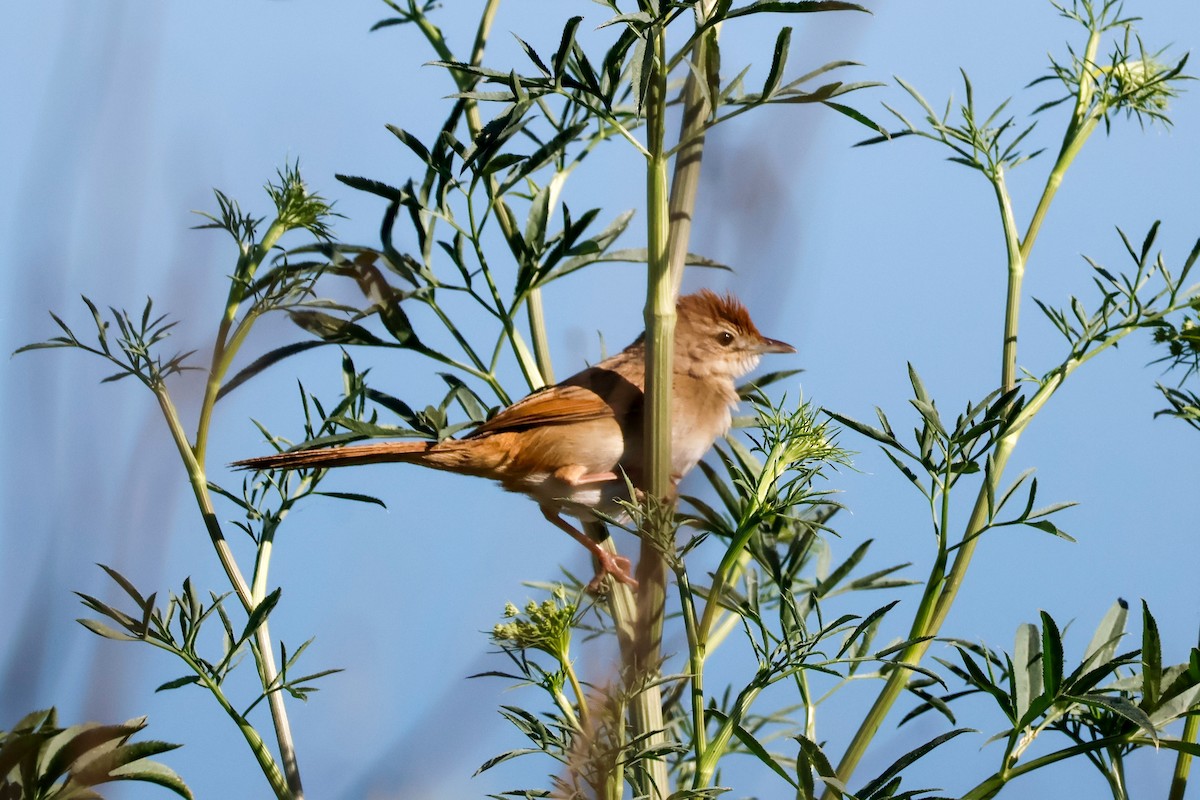 Tawny Grassbird - ML642802578