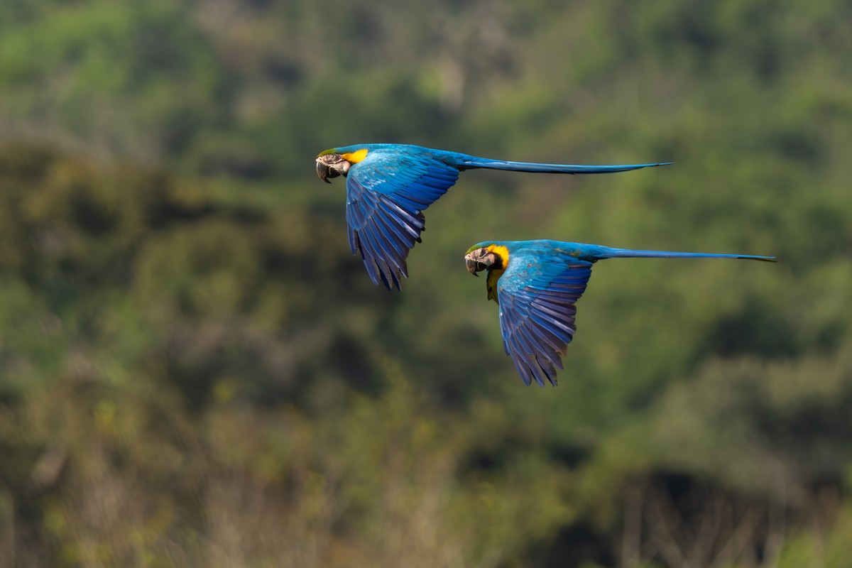 Blue-and-yellow Macaw - ML642802579