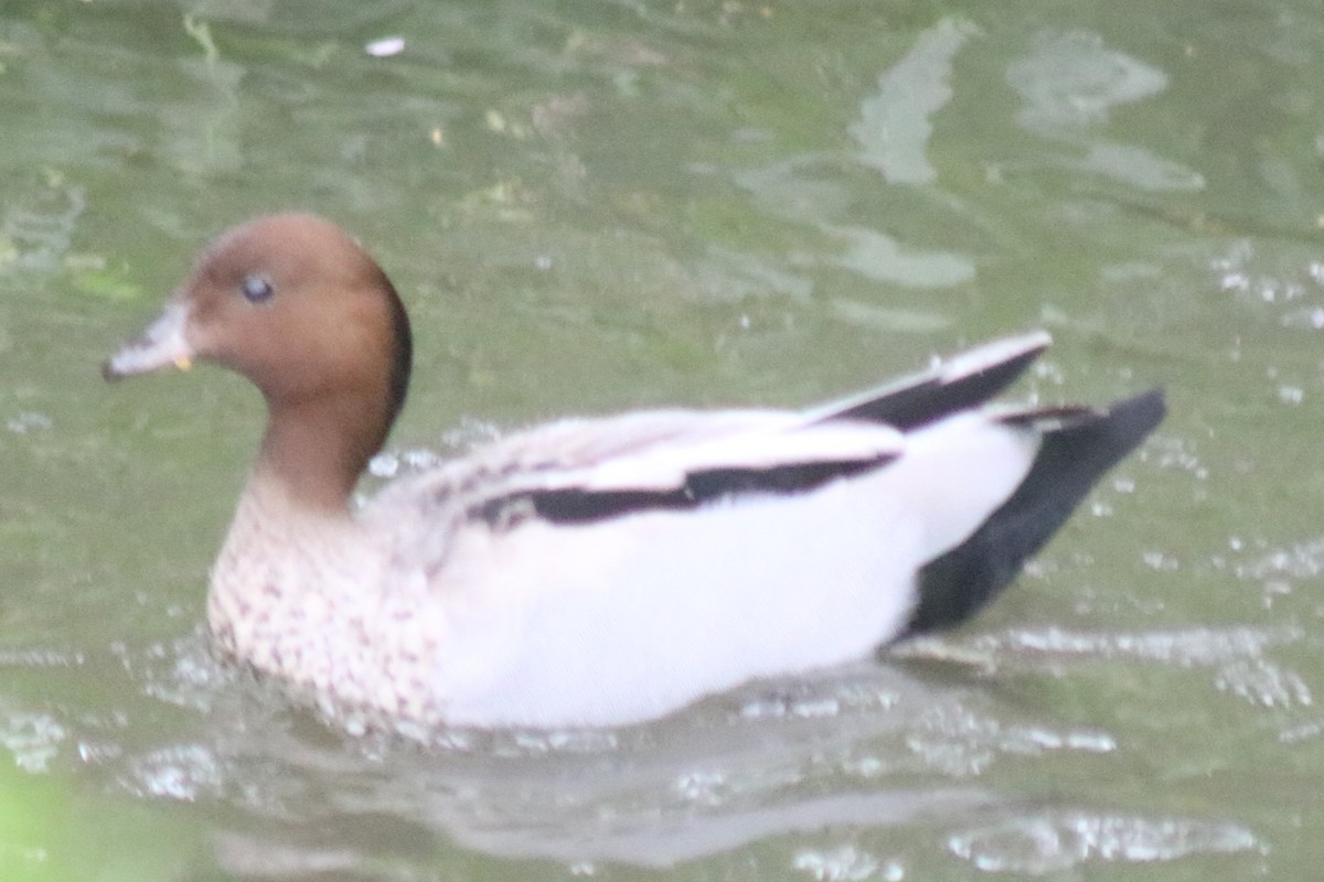 Maned Duck - ML642802584
