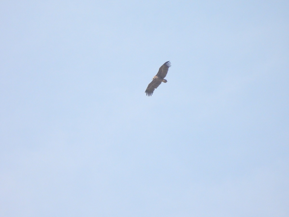 Cinereous Vulture - ML642802589