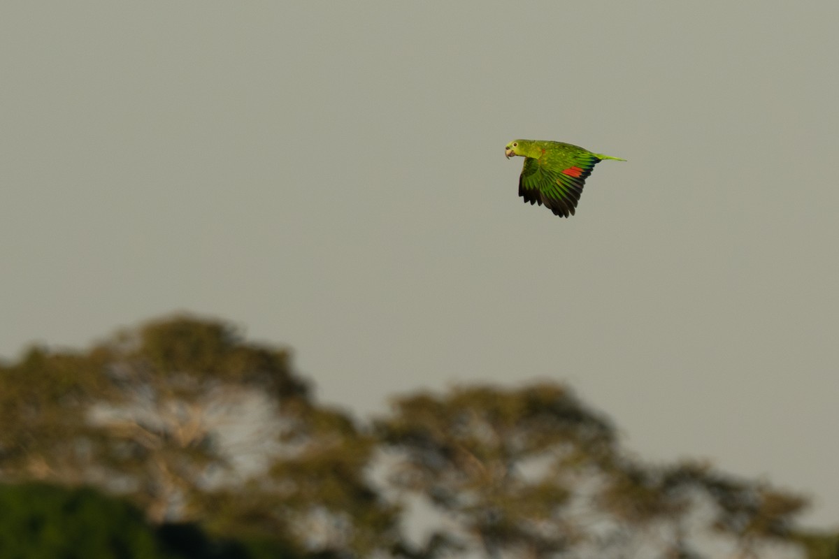 Yellow-crowned Amazon - ML642802596