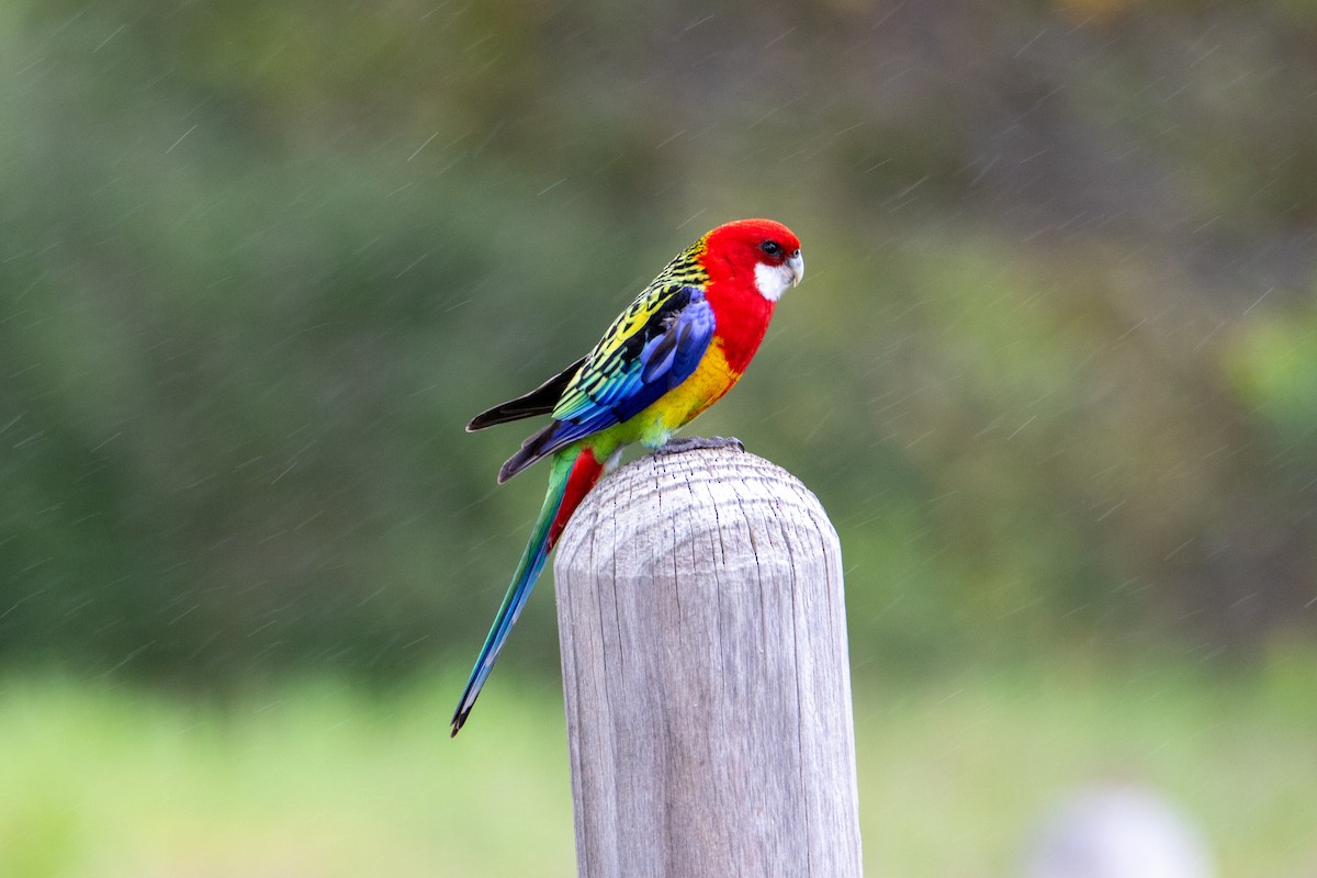 Eastern Rosella - ML642802601