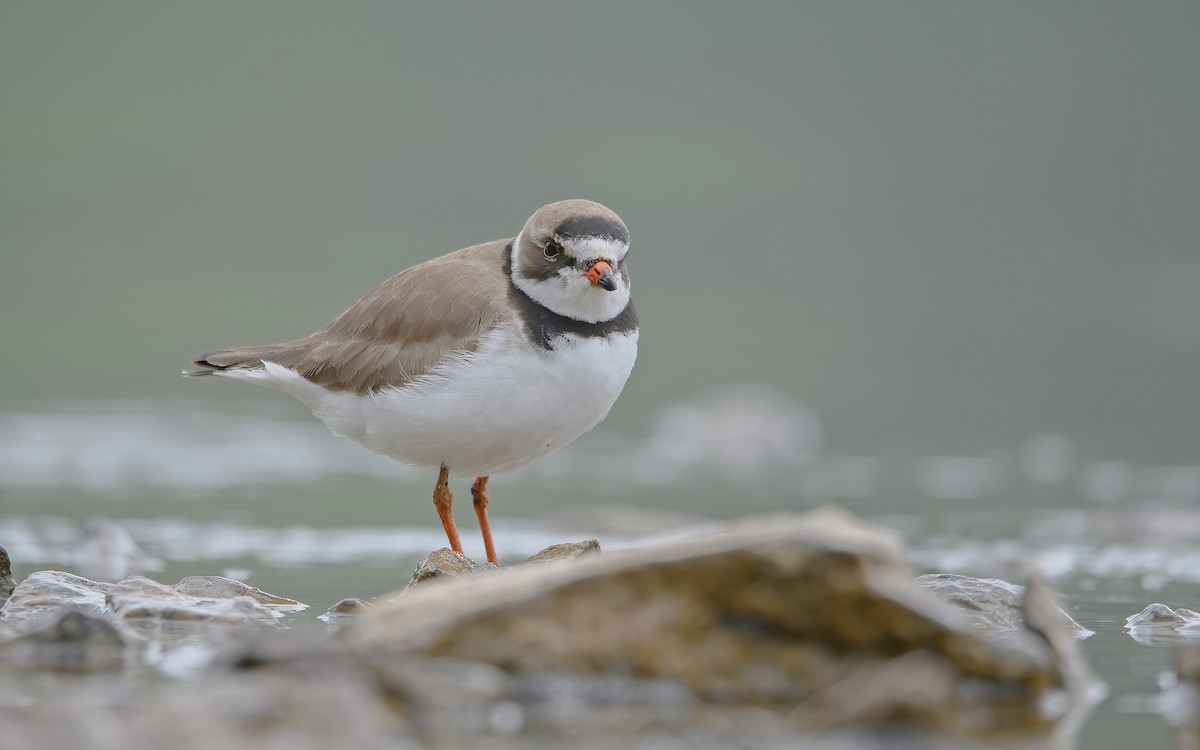 Semipalmated Plover - ML642802602
