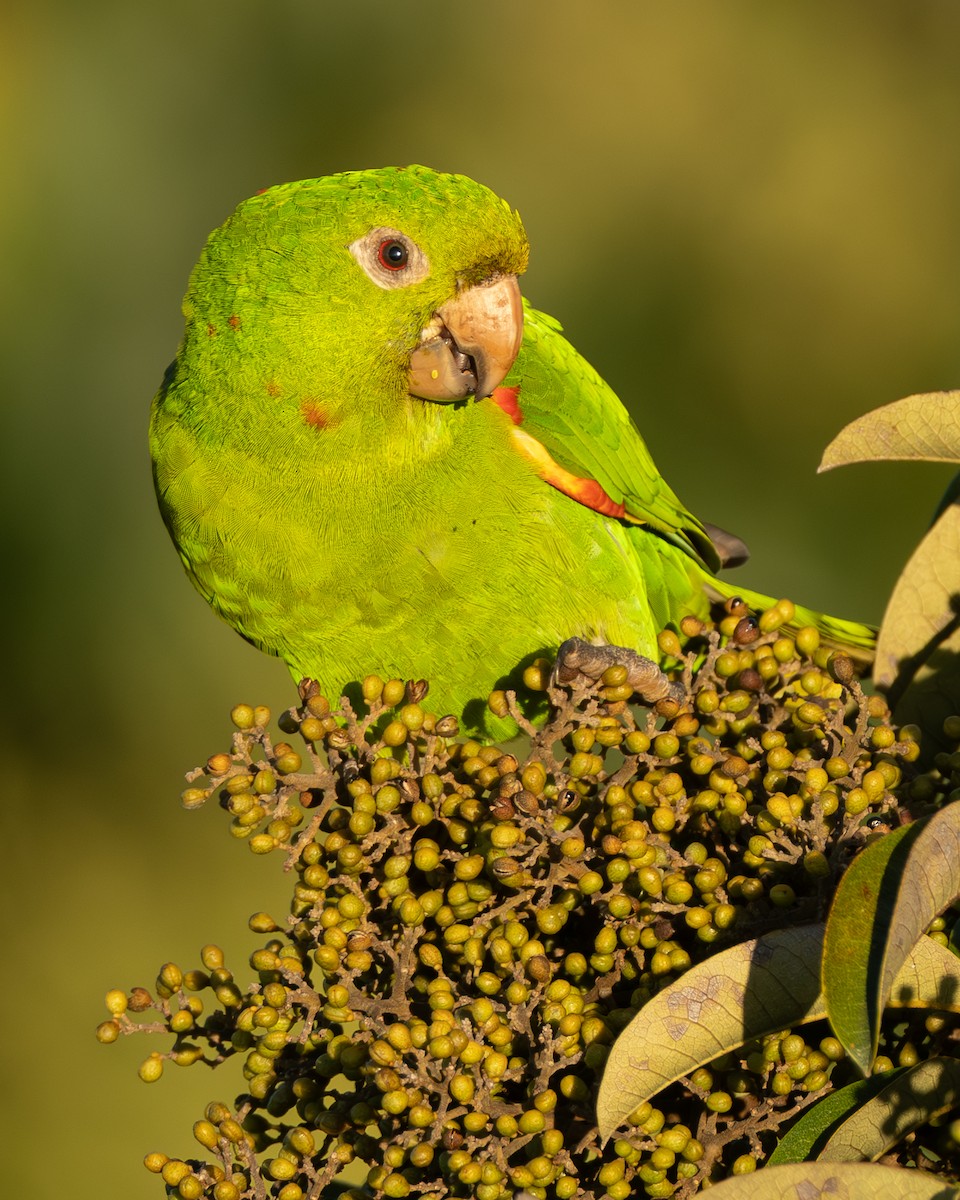 White-eyed Parakeet - ML642802604