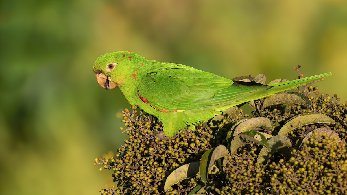 White-eyed Parakeet - ML642802605