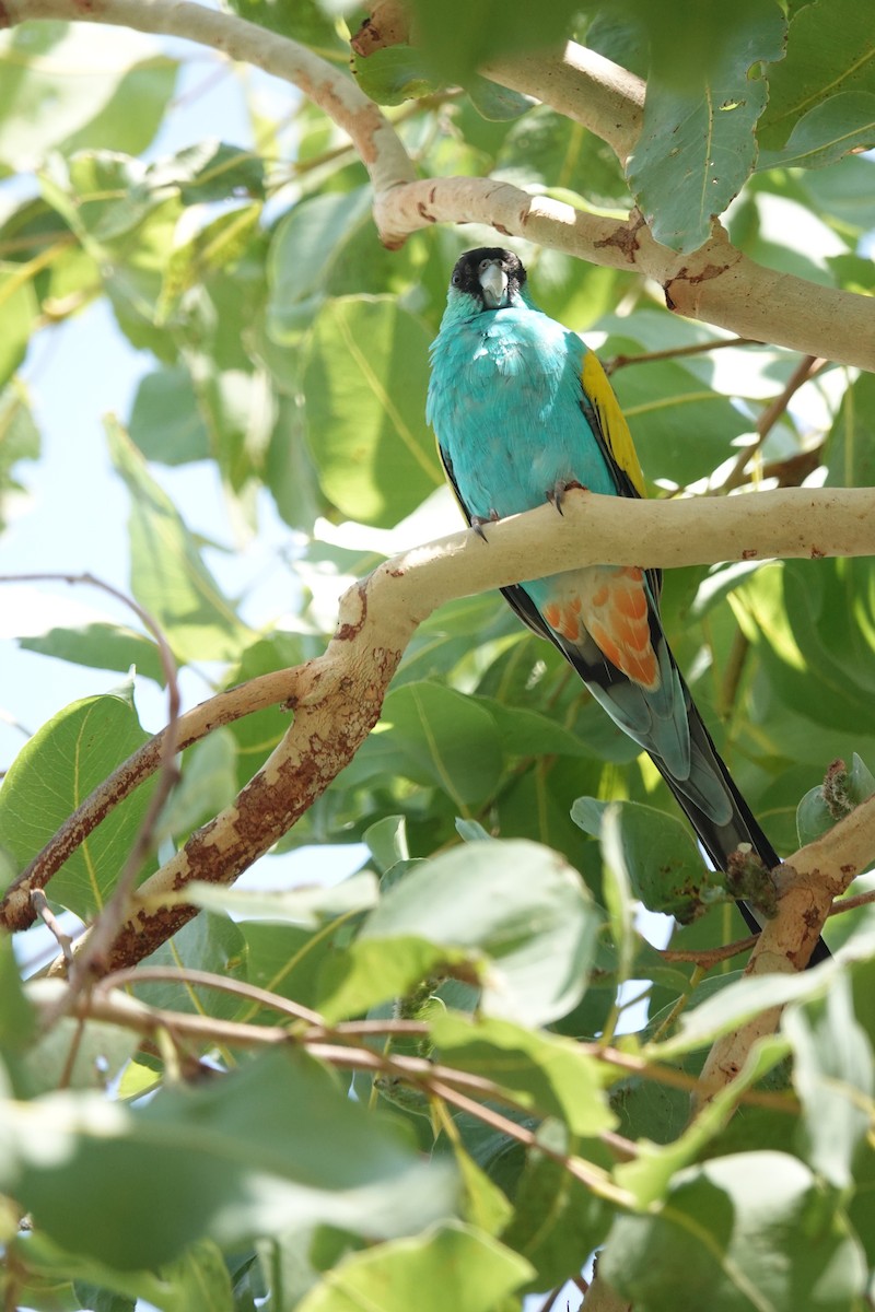 Hooded Parrot - ML642802606