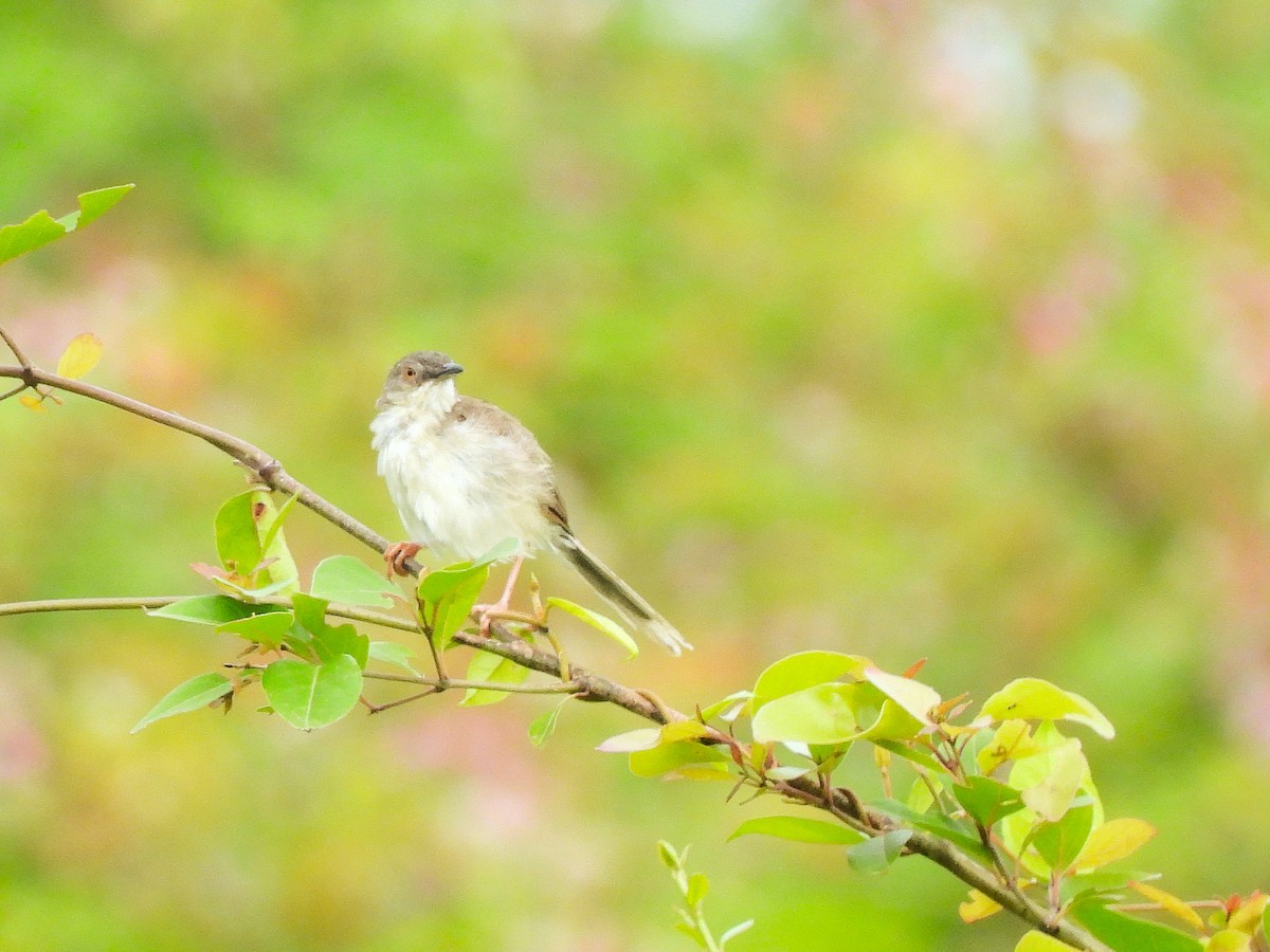 Jungle Prinia - ML642802611