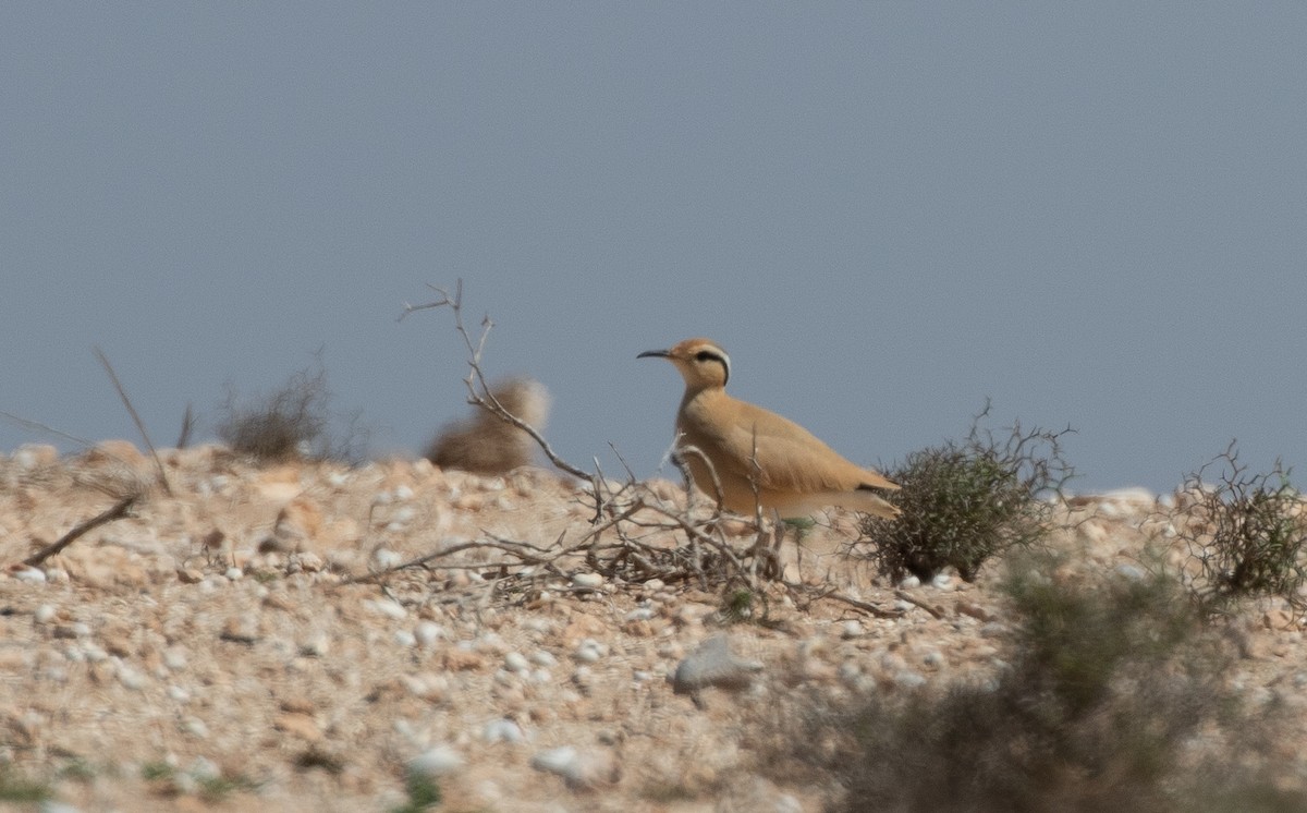 Cream-colored Courser - ML642802616