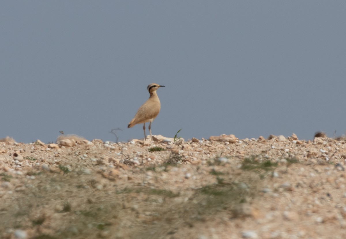 Cream-colored Courser - ML642802617