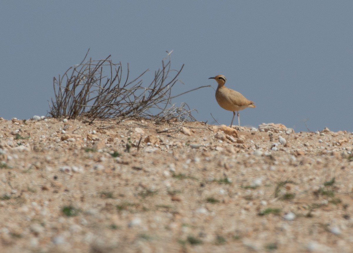 Cream-colored Courser - ML642802618