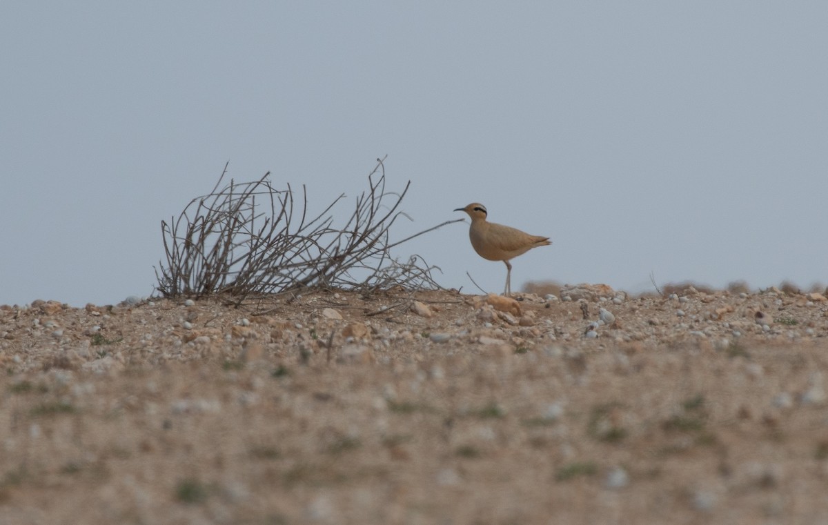 Cream-colored Courser - ML642802619