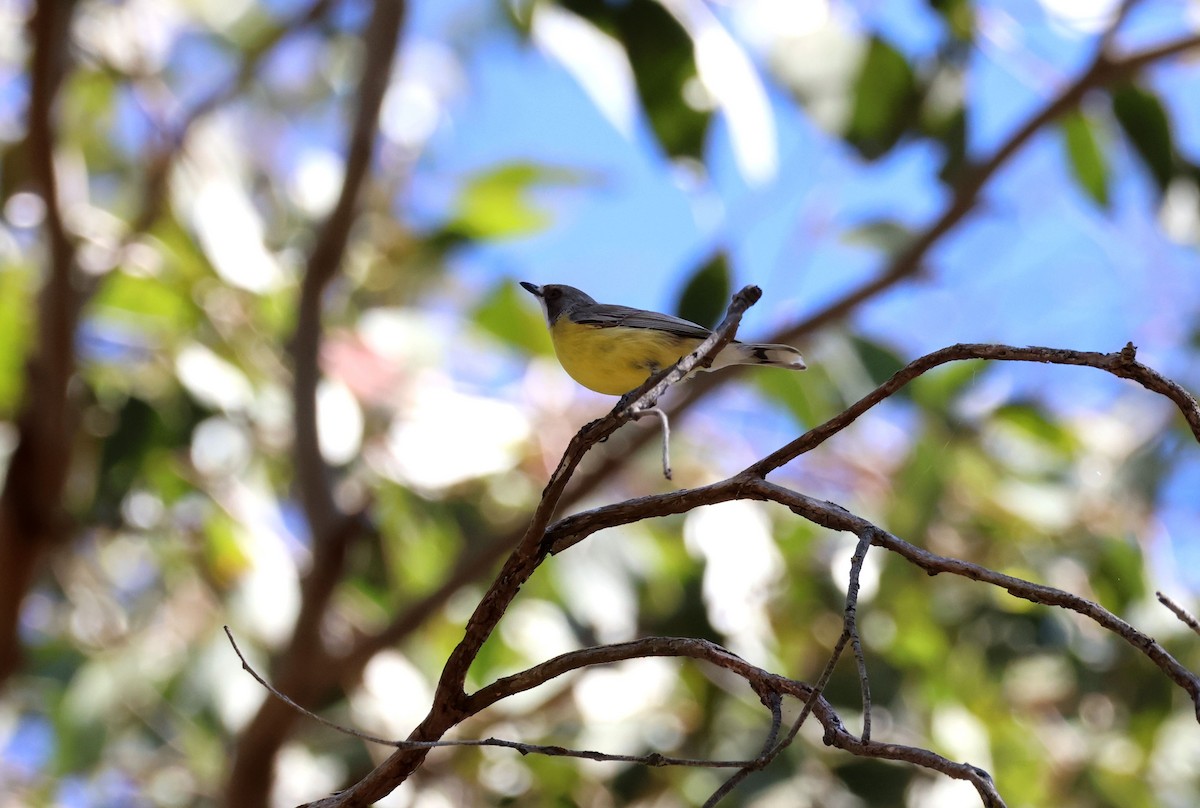 White-throated Gerygone - ML642802624