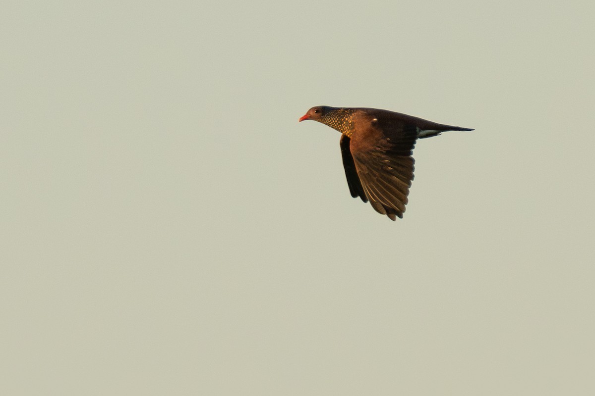 Scaled Pigeon - ML642802633
