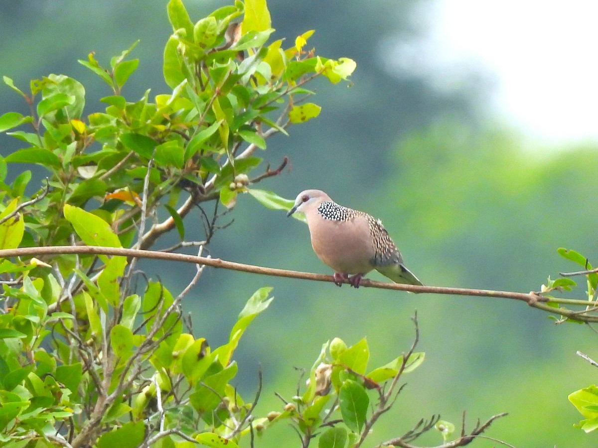 Spotted Dove - ML642802667