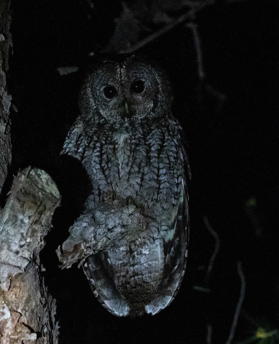 Tawny Owl (Maghreb) - ML642802669