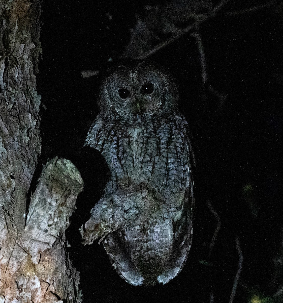 Tawny Owl (Maghreb) - ML642802670