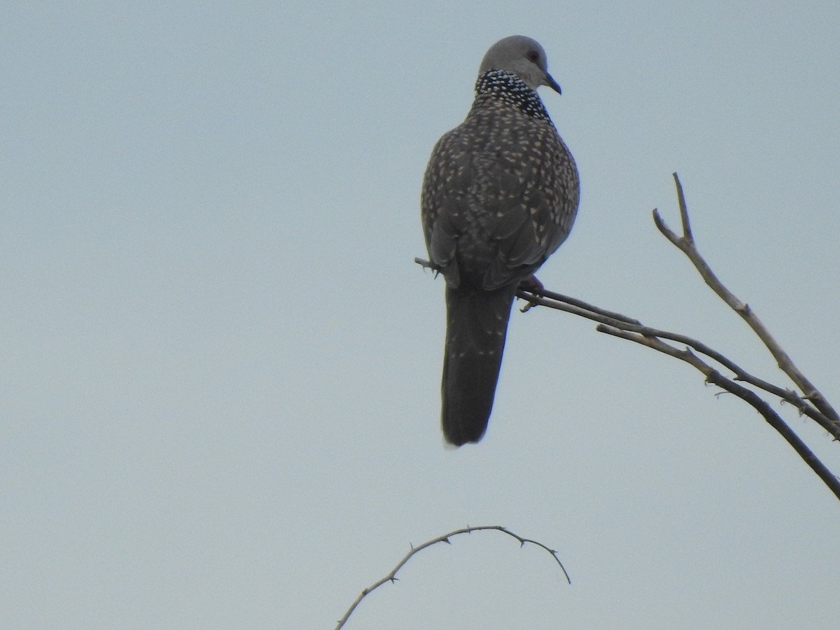 Spotted Dove - ML642802671