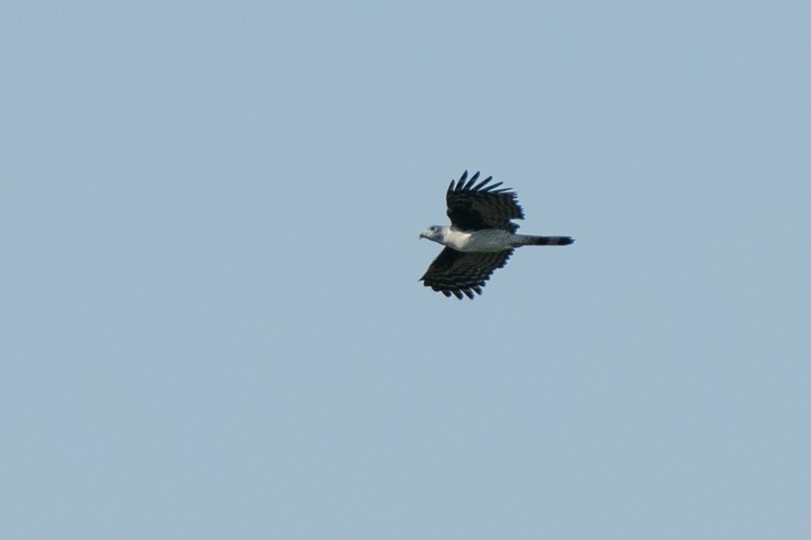 Gray-headed Kite - ML642802678