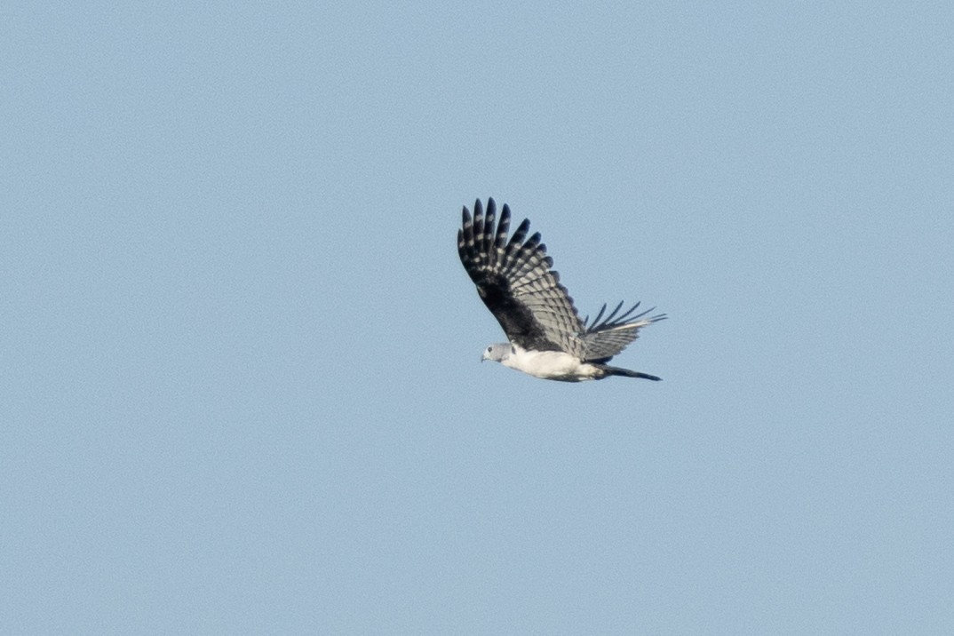Gray-headed Kite - ML642802679