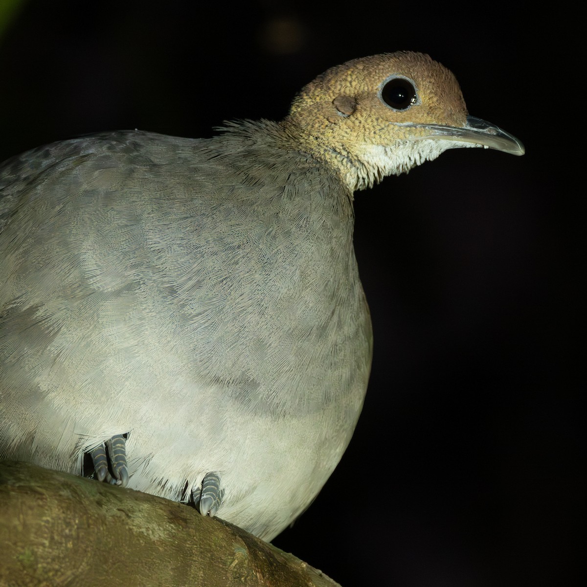 Gray Tinamou - ML642802686