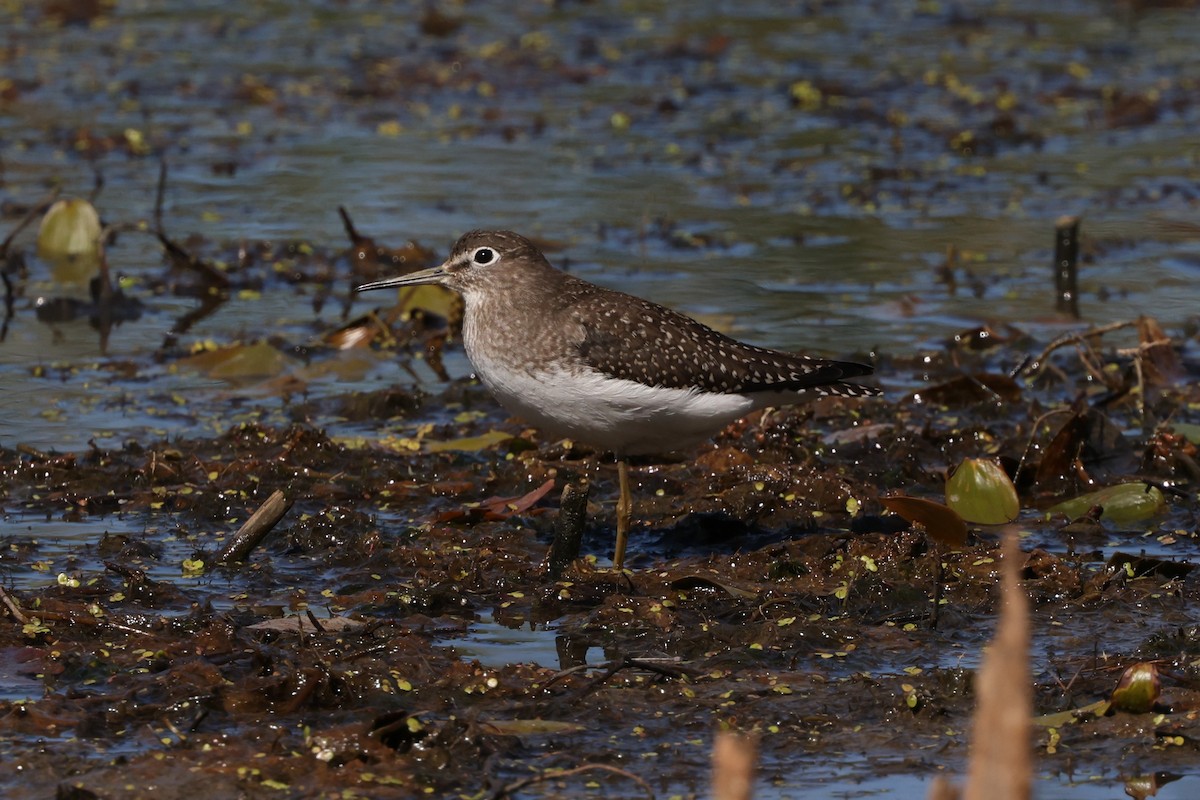 Solitary Sandpiper - ML642802687
