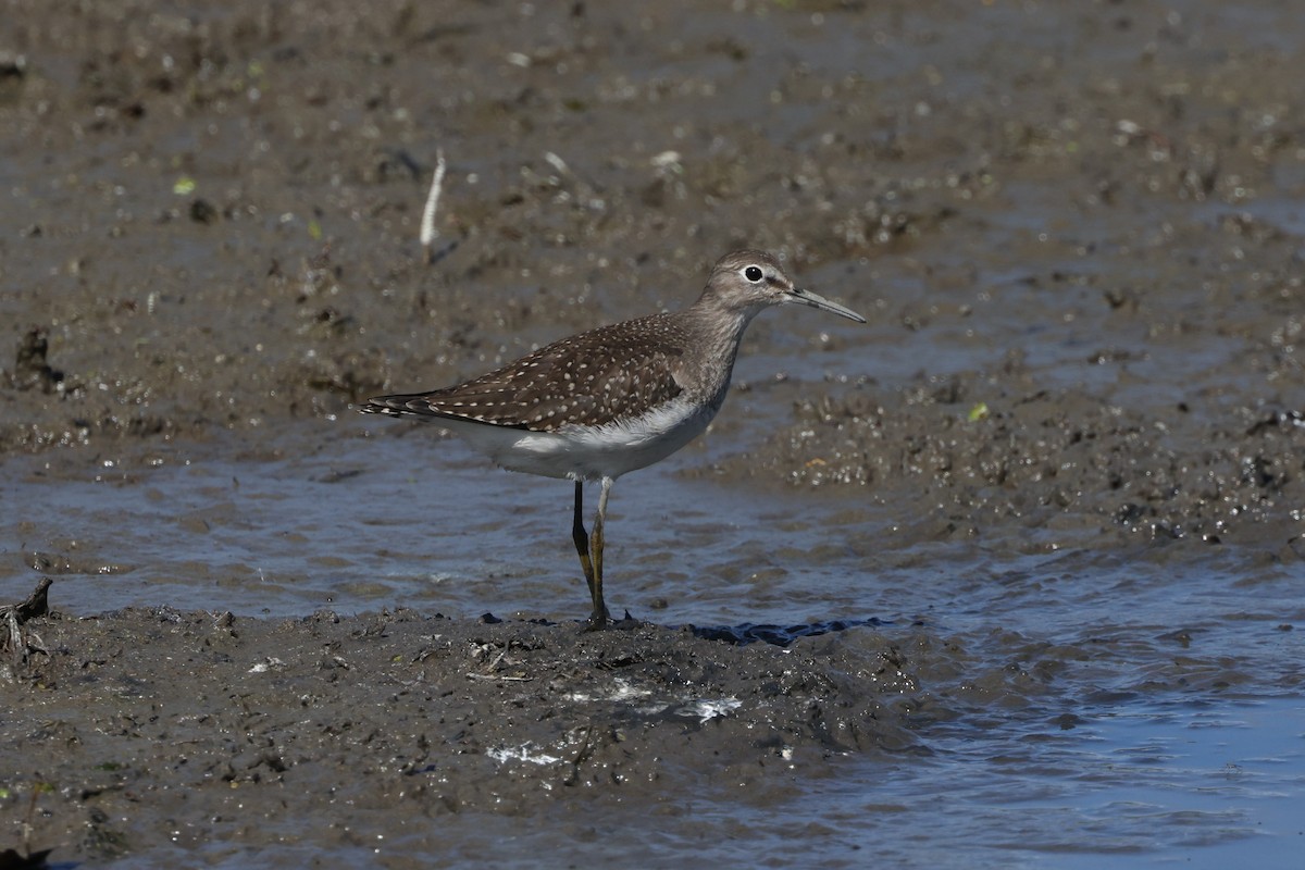 Solitary Sandpiper - ML642802688