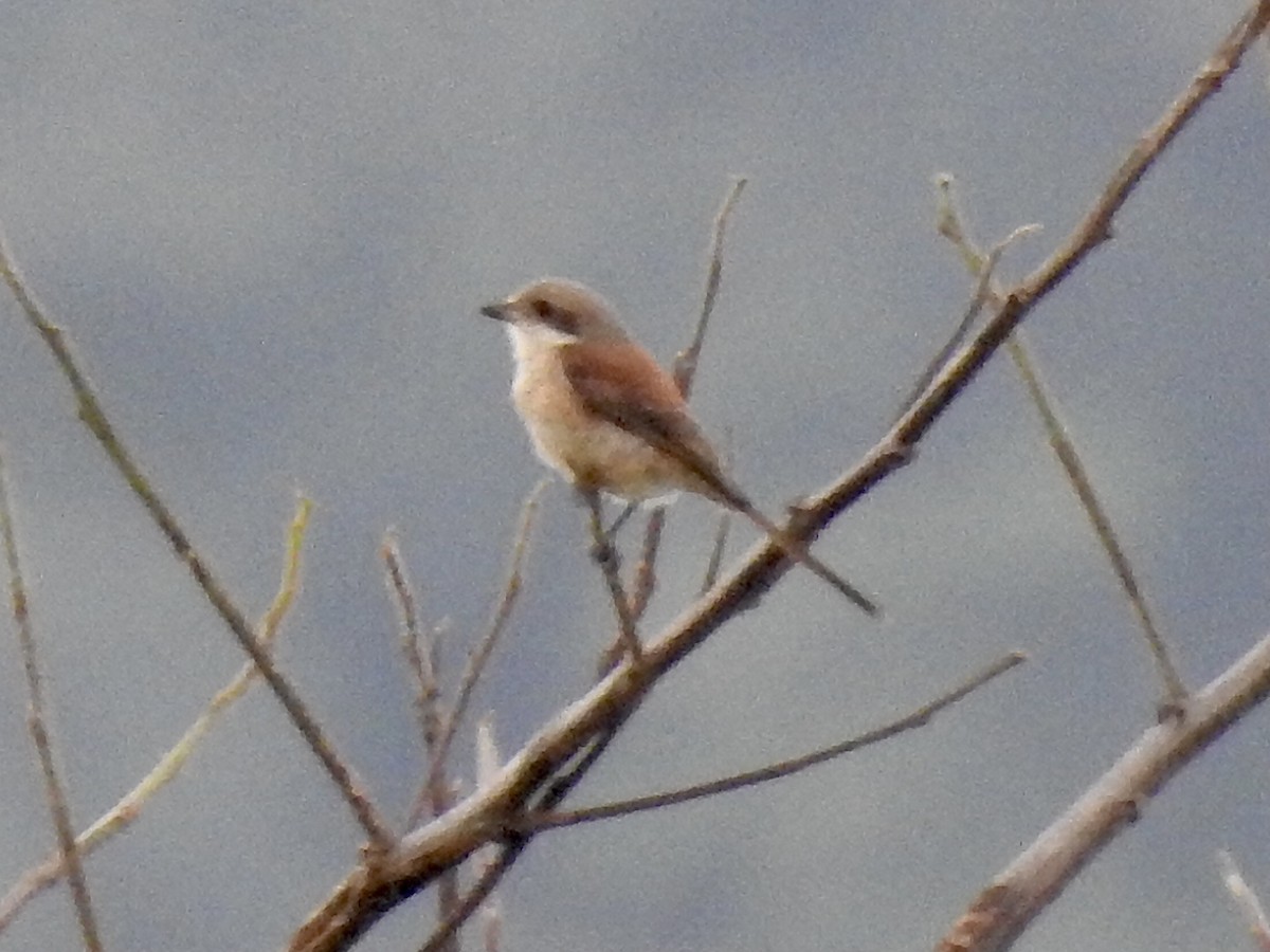 Burmese Shrike - ML642802709