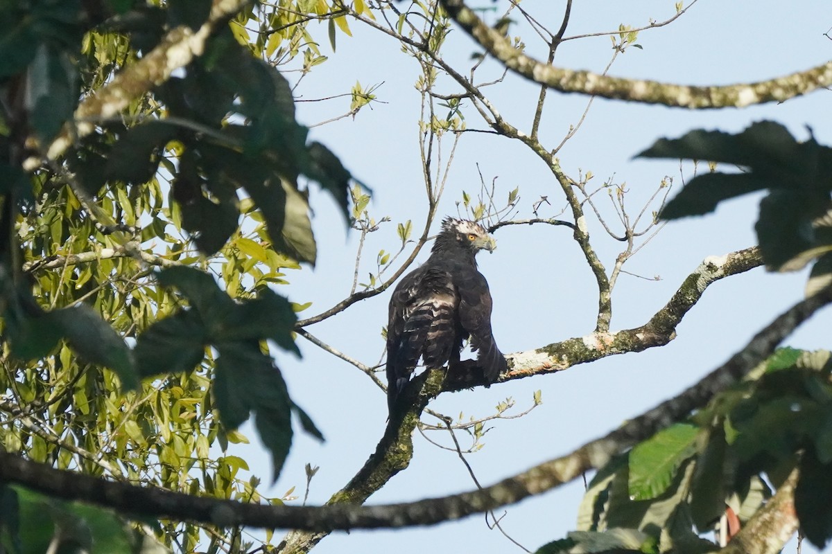 Black Hawk-Eagle - ML642802728
